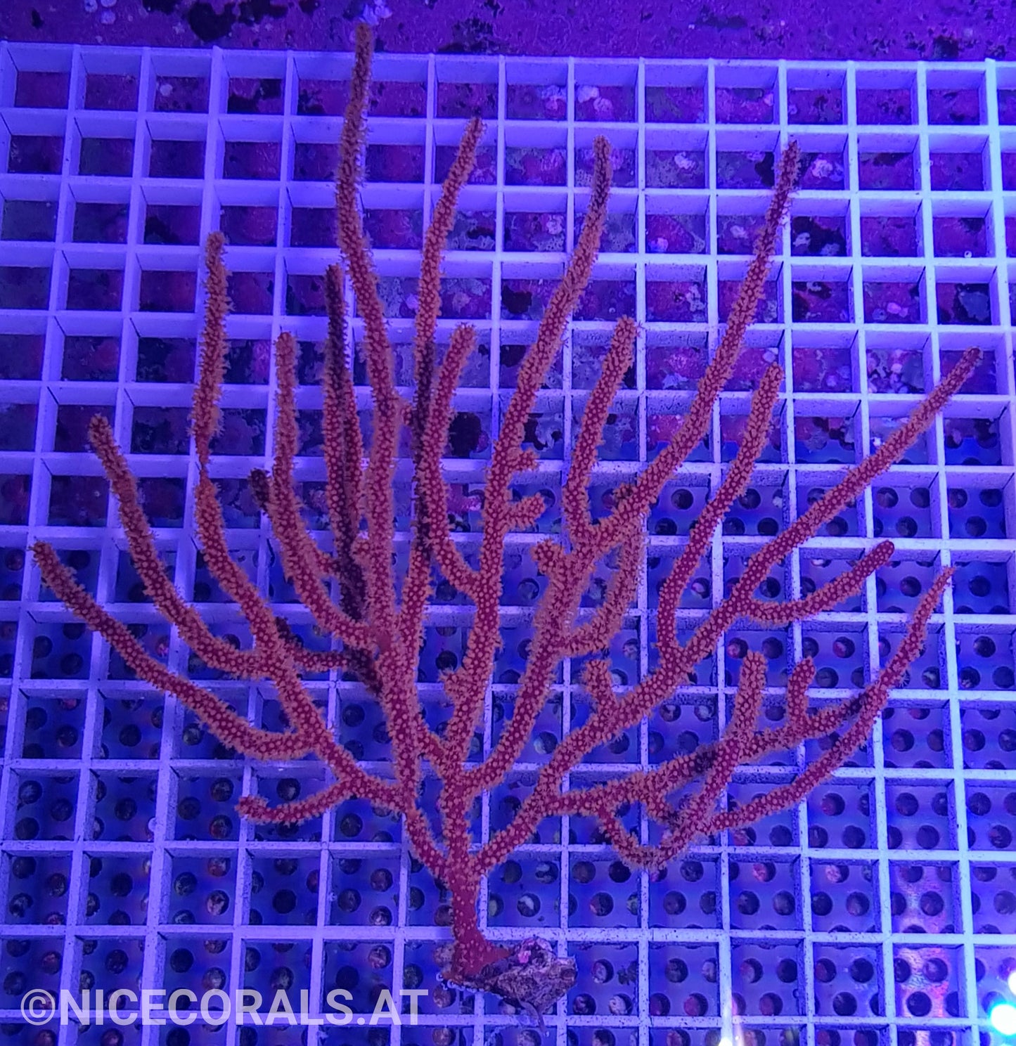 Menella sp. | Rot-Gelbe Gorgonie