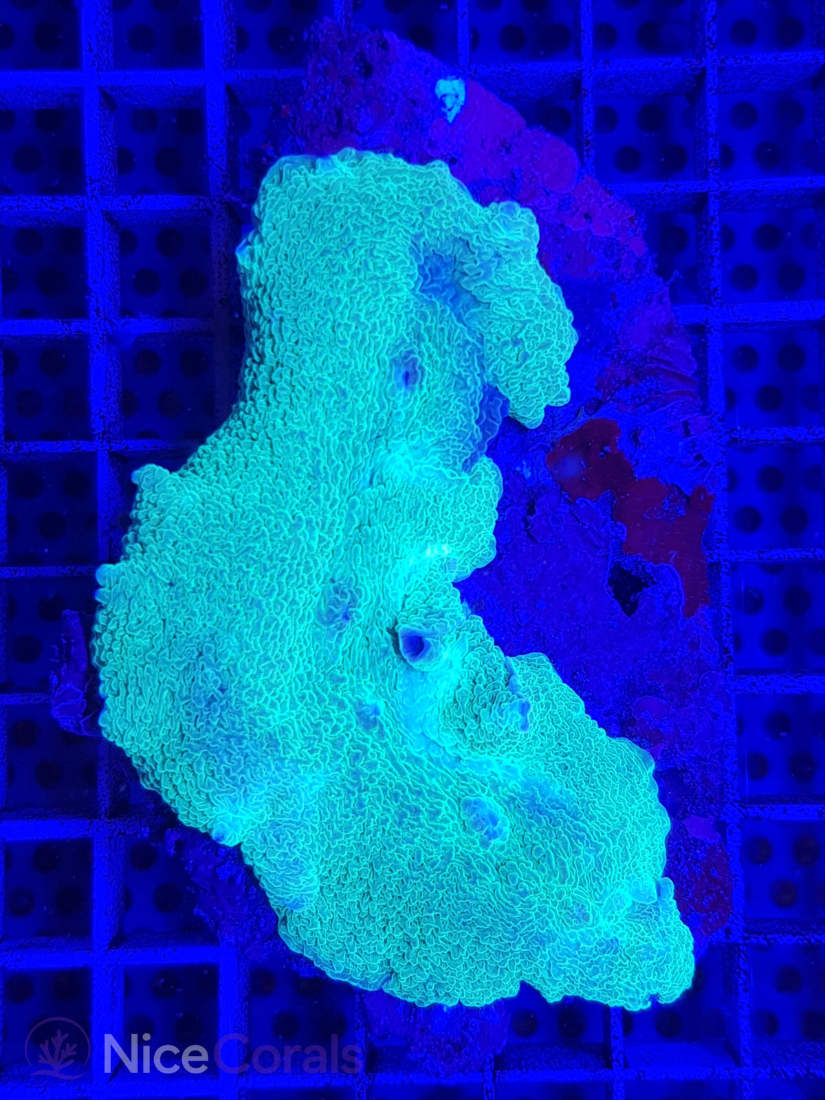 Rhodactis mussoides