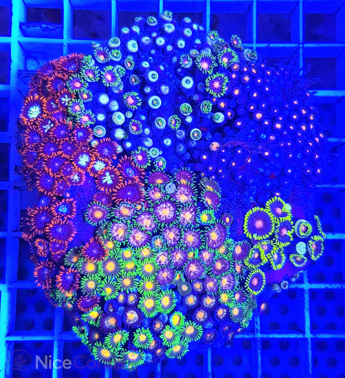 Zoanthus Mix