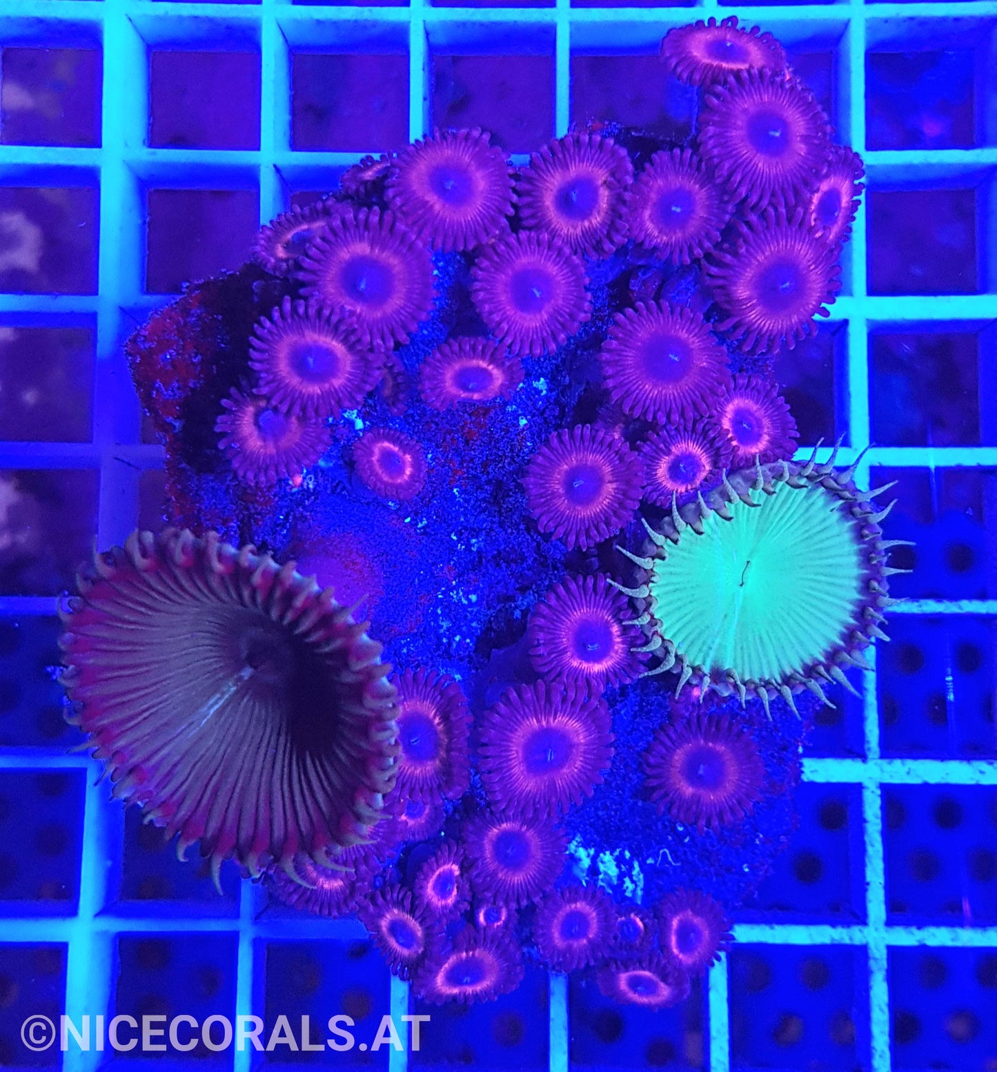 Zoanthus