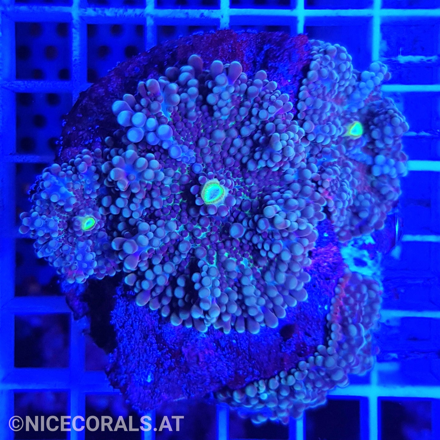Ricordea