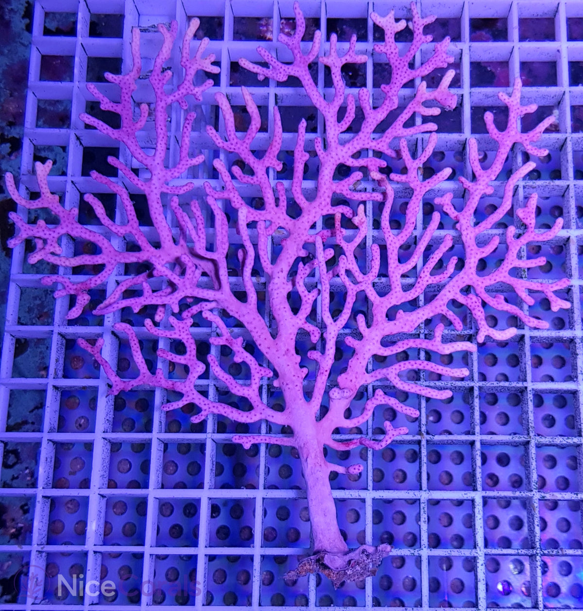 Gorgonie
