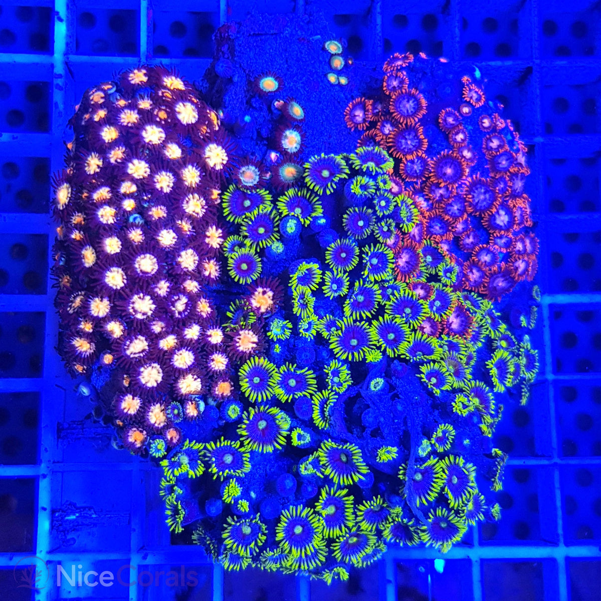 Zoanthus Mix