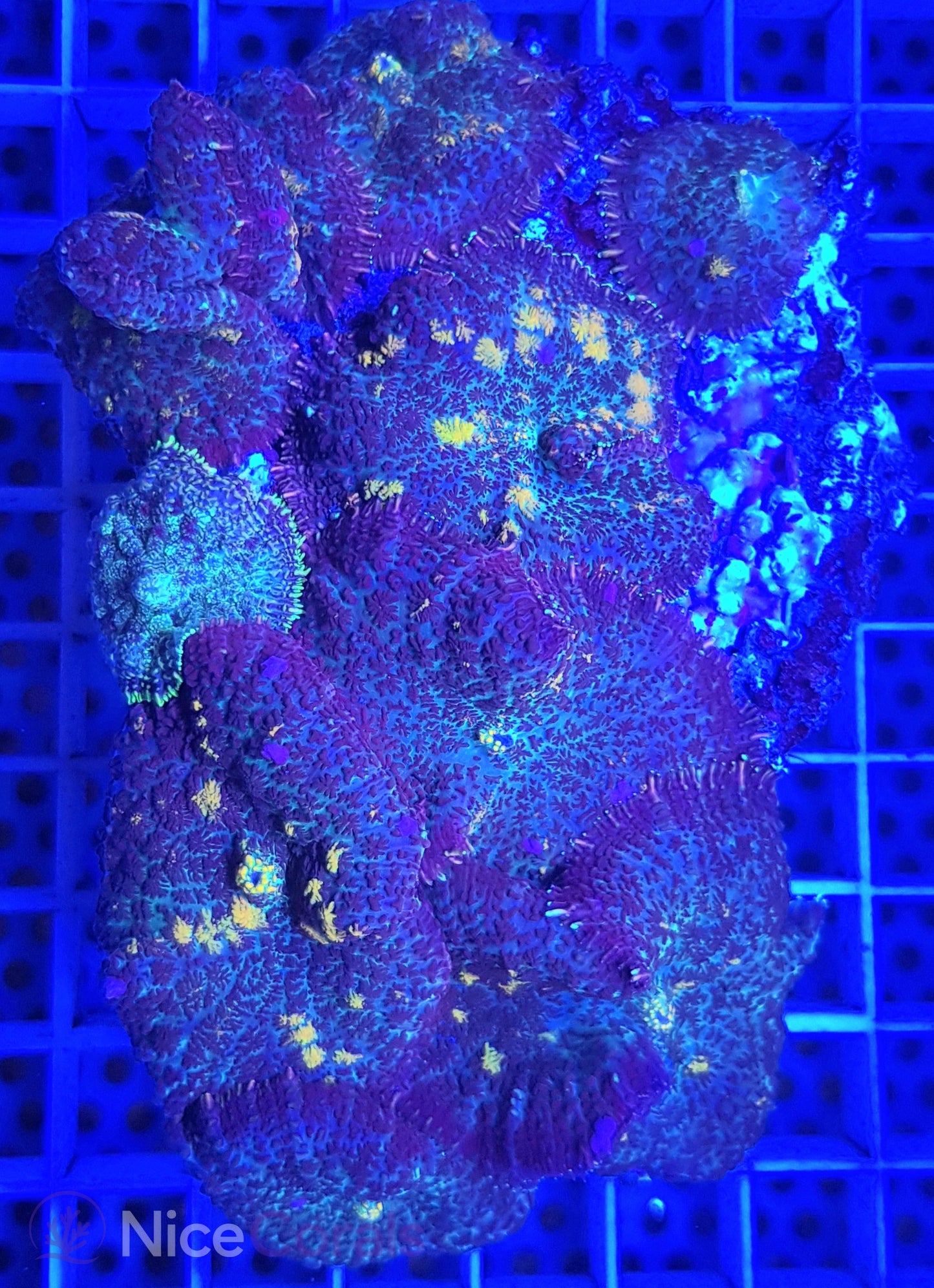 Rhodactis Multicolor
