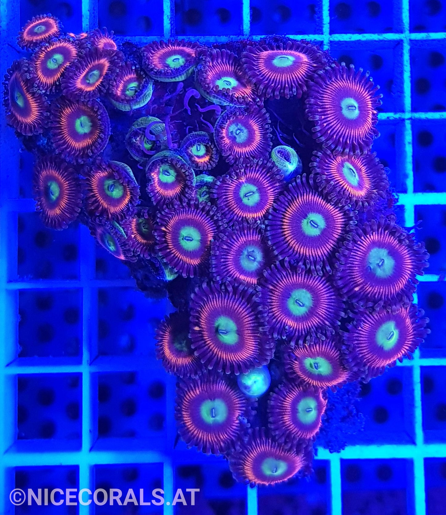 Zoanthus
