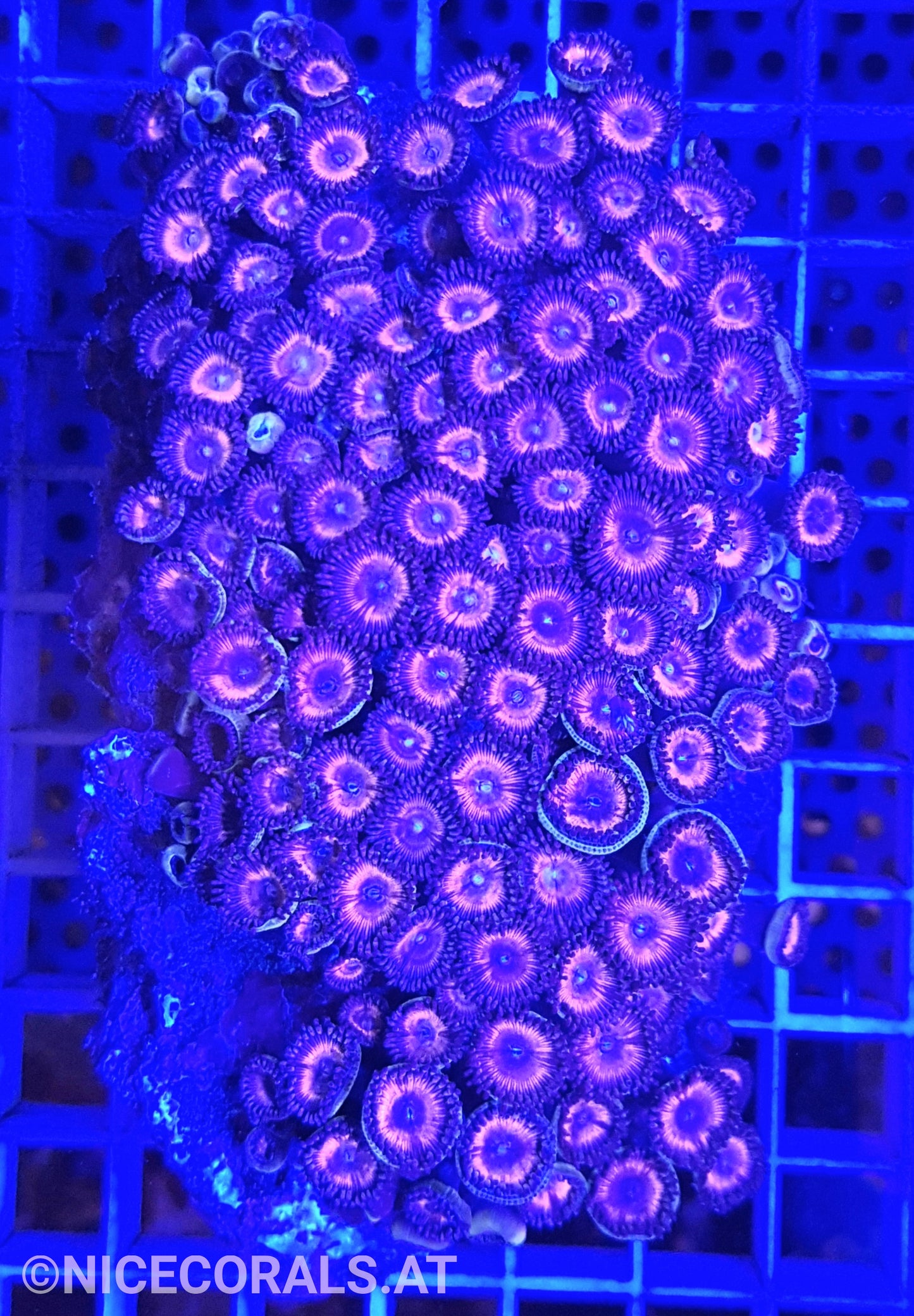 Zoanthus