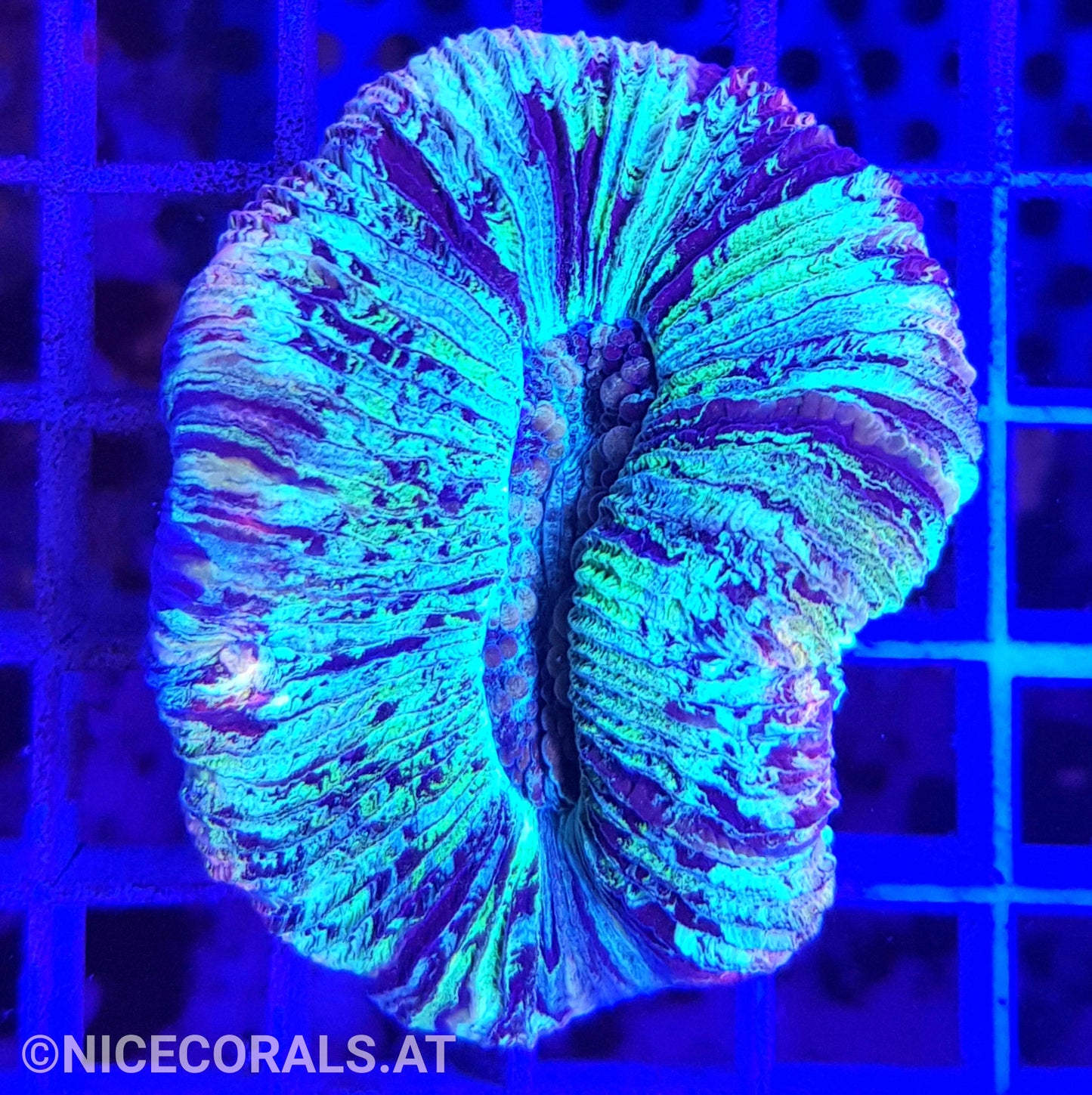 Trachyphyllia