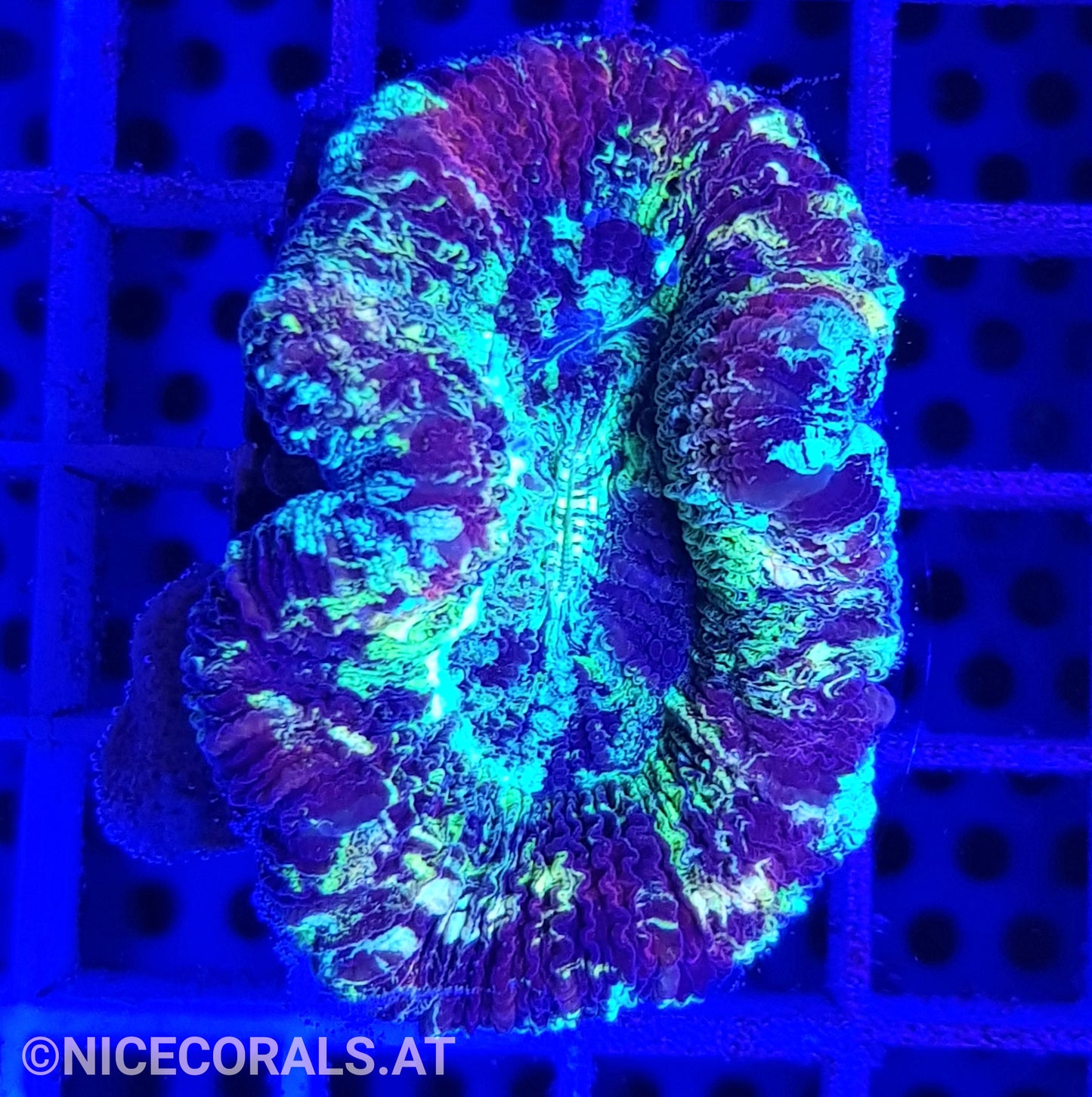 Trachyphyllia