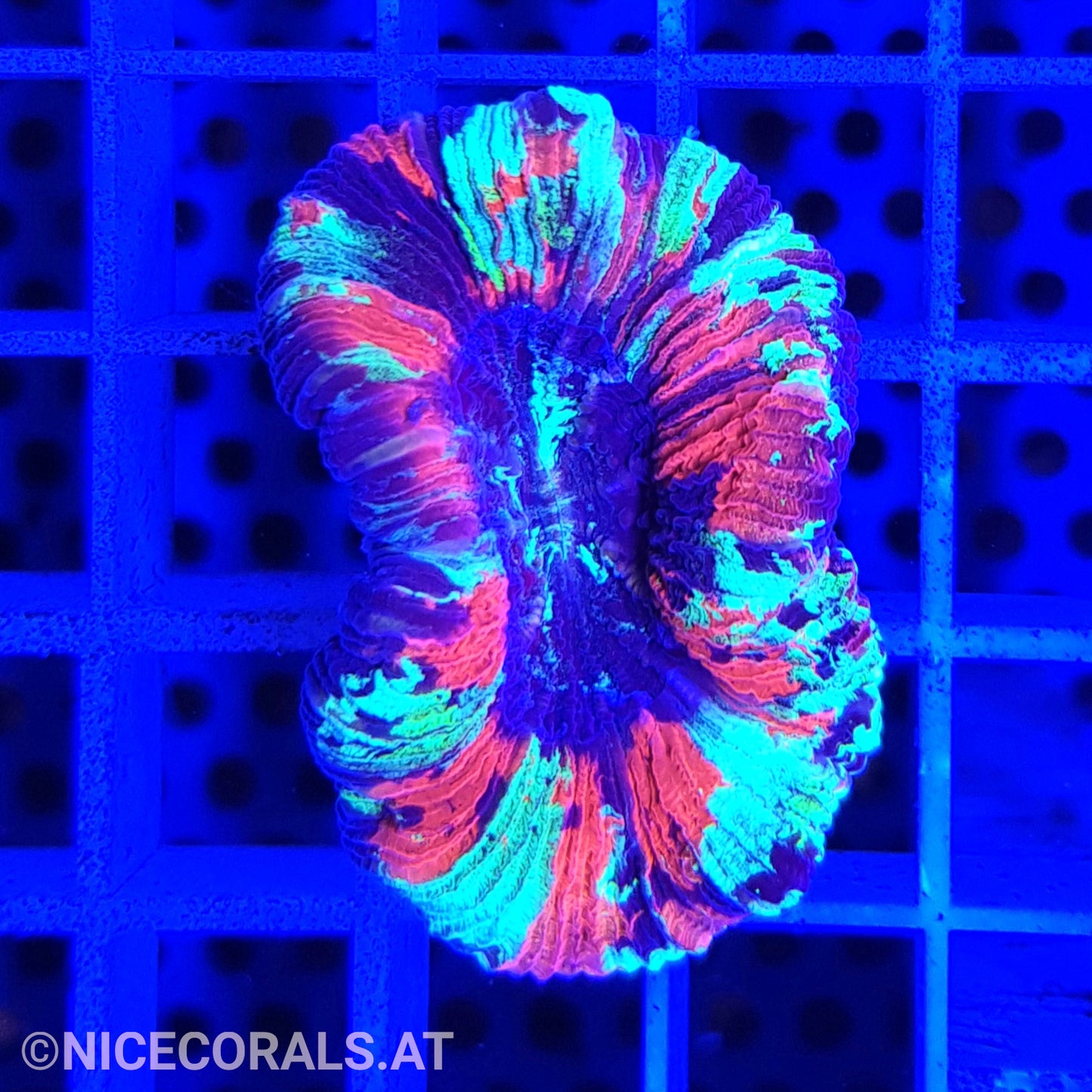 Trachyphyllia