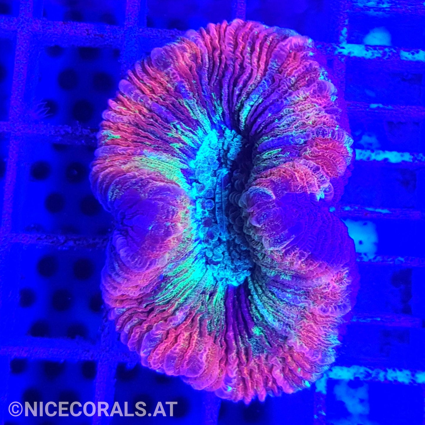 Trachyphyllia