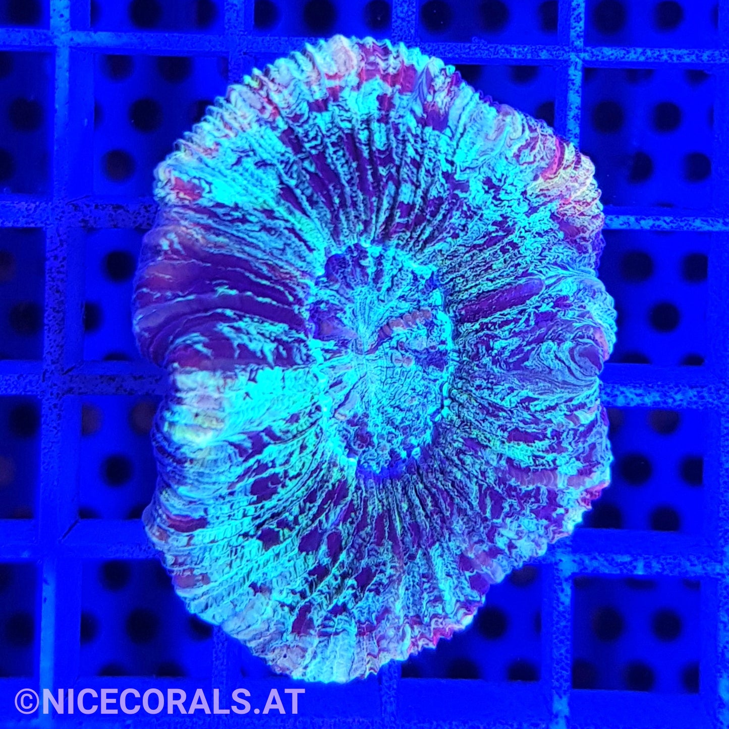 Trachyphyllia