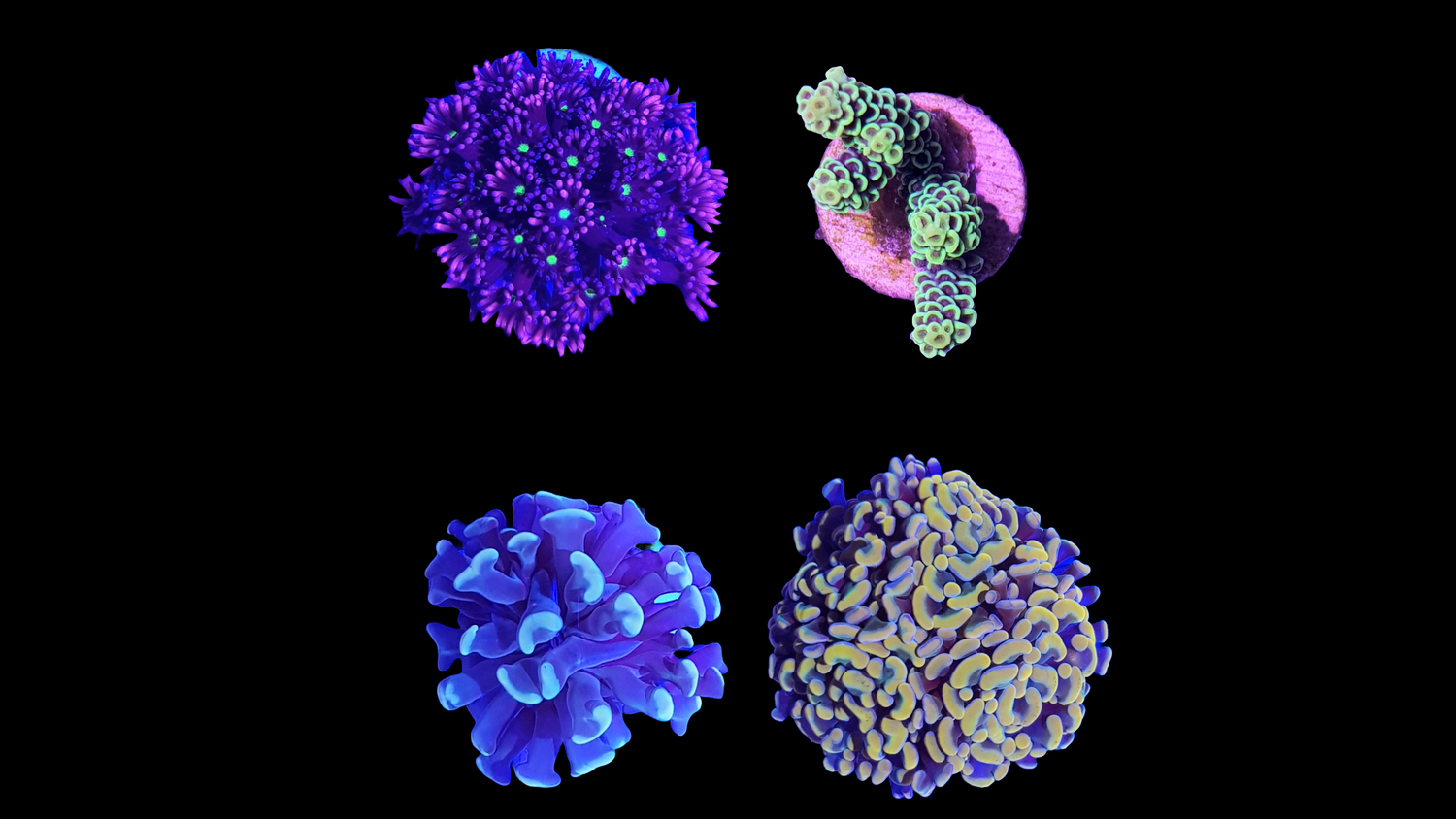 Korallen Frags