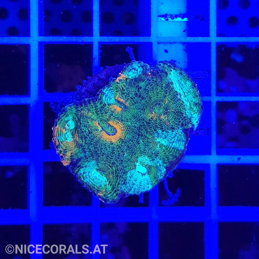 Acanthastrea