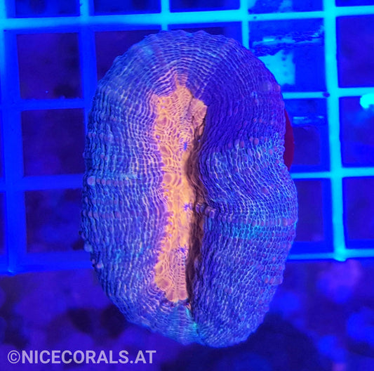 Lobophyllia