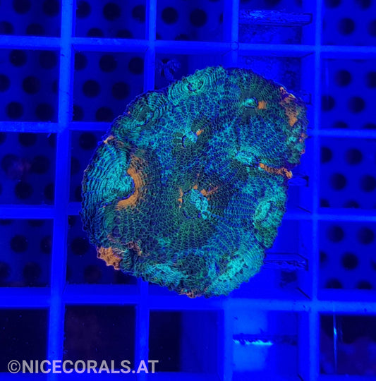 Acanthastrea
