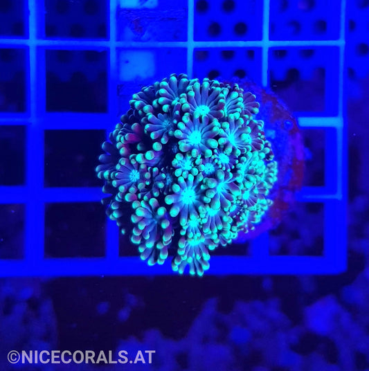 Alveopora