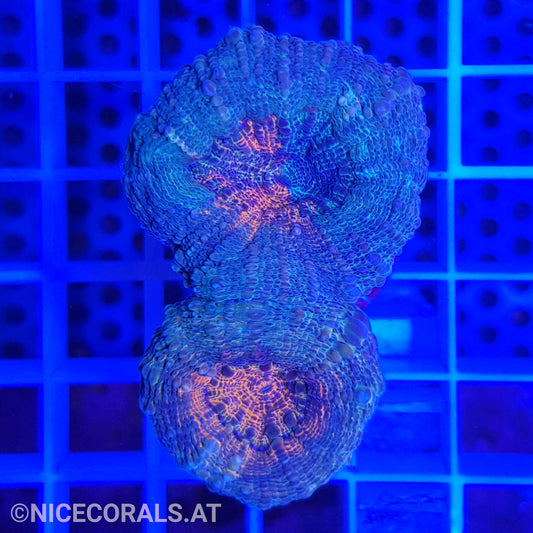 Lobophyllia