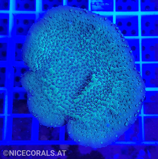 Montipora