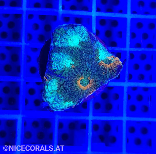 Acanthastrea