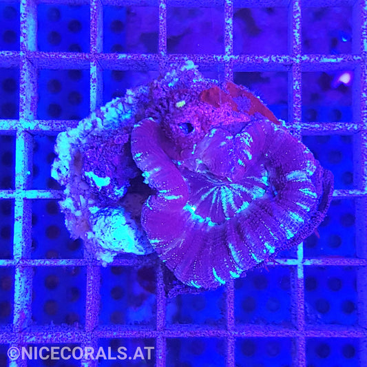 Acanthastrea maxima