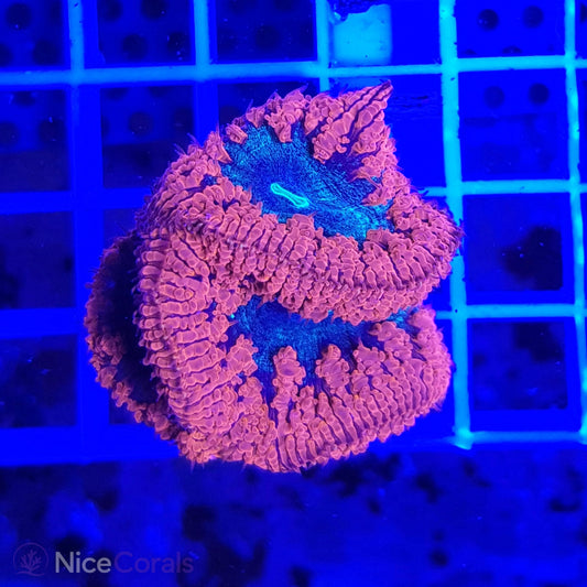 Blastomussa