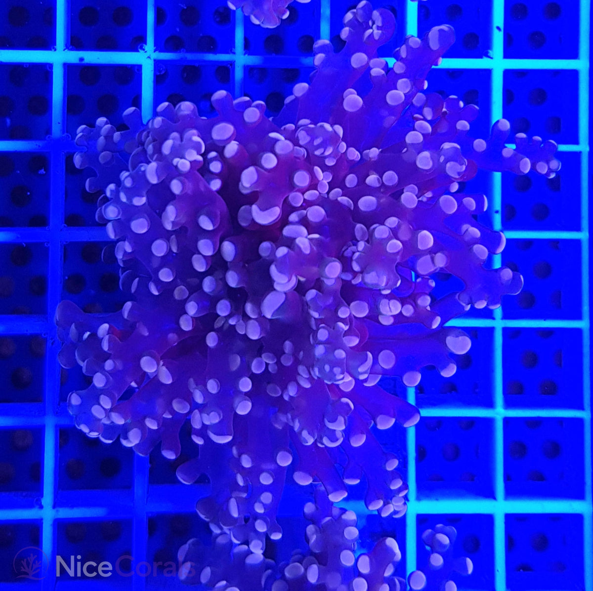 Euphyllia paradivisa