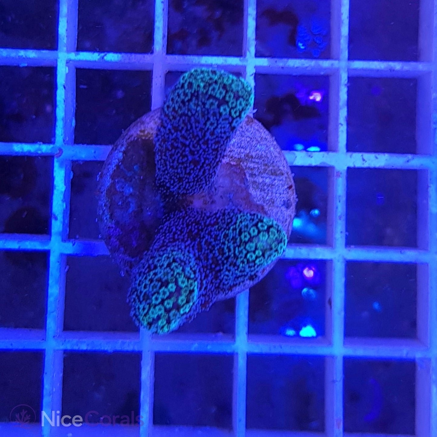 Stylophora