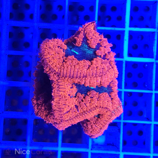 Blastomussa