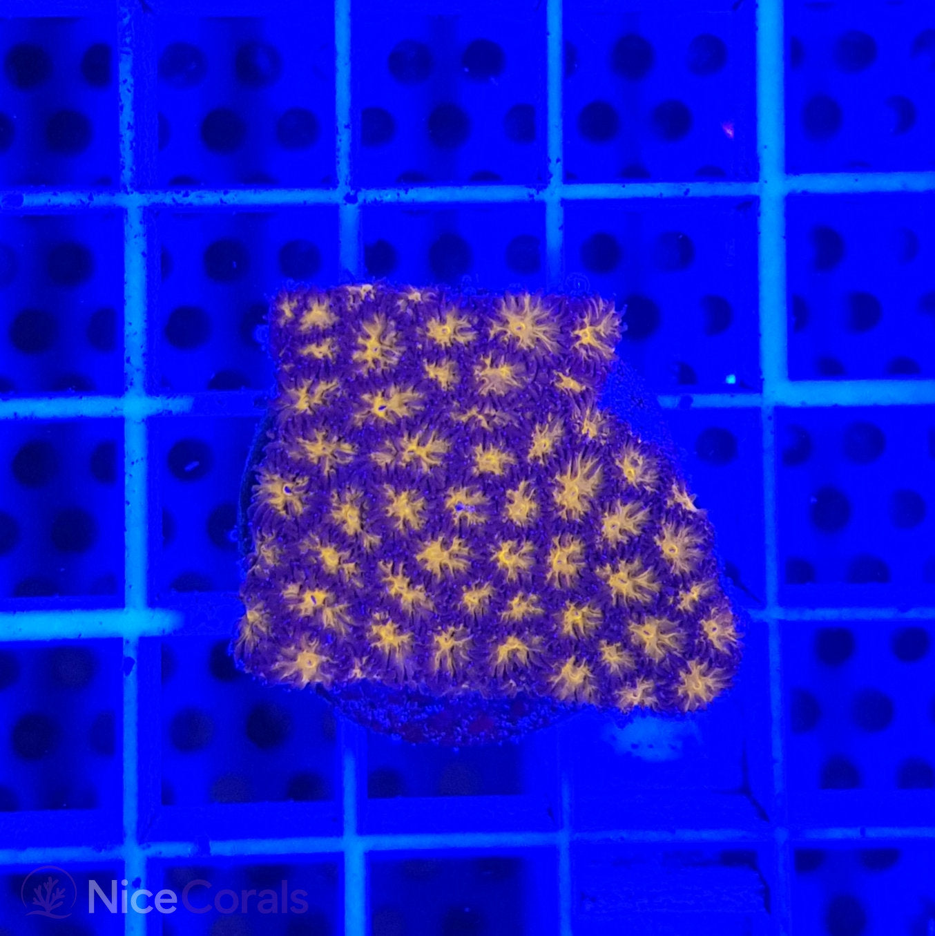 Leptastrea