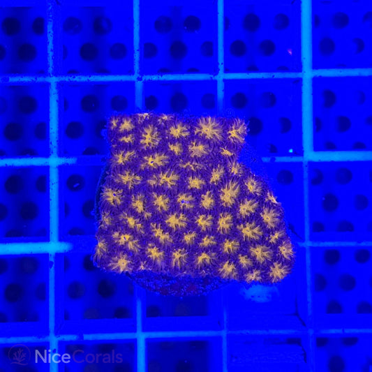 Leptastrea