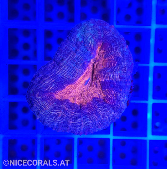 Lobophyllia