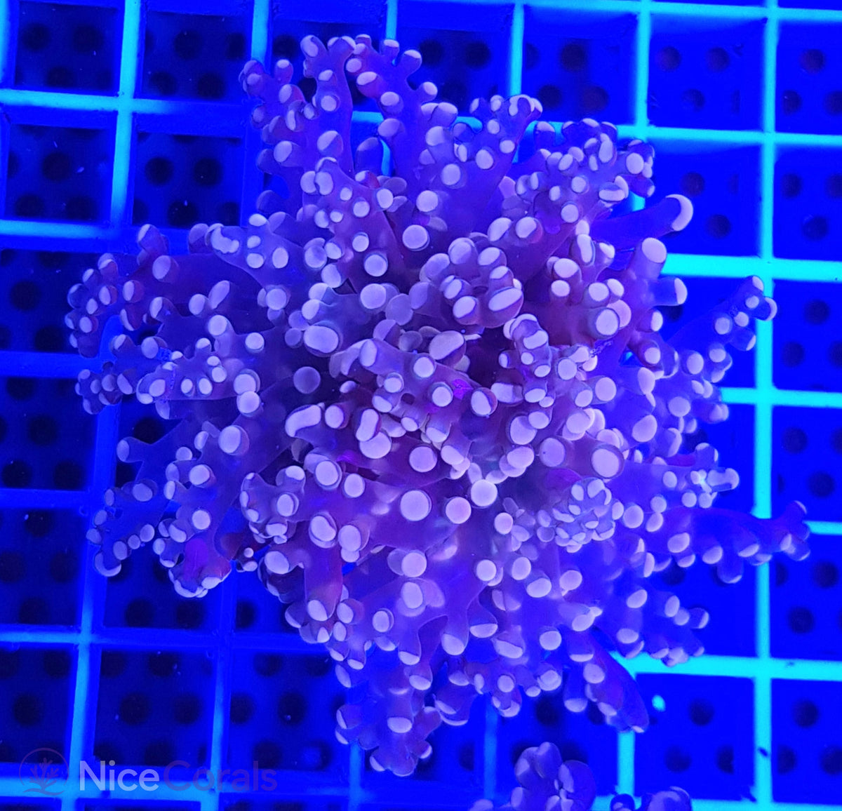 Euphyllia paradivisa