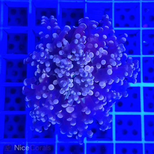 Euphyllia paradivisa