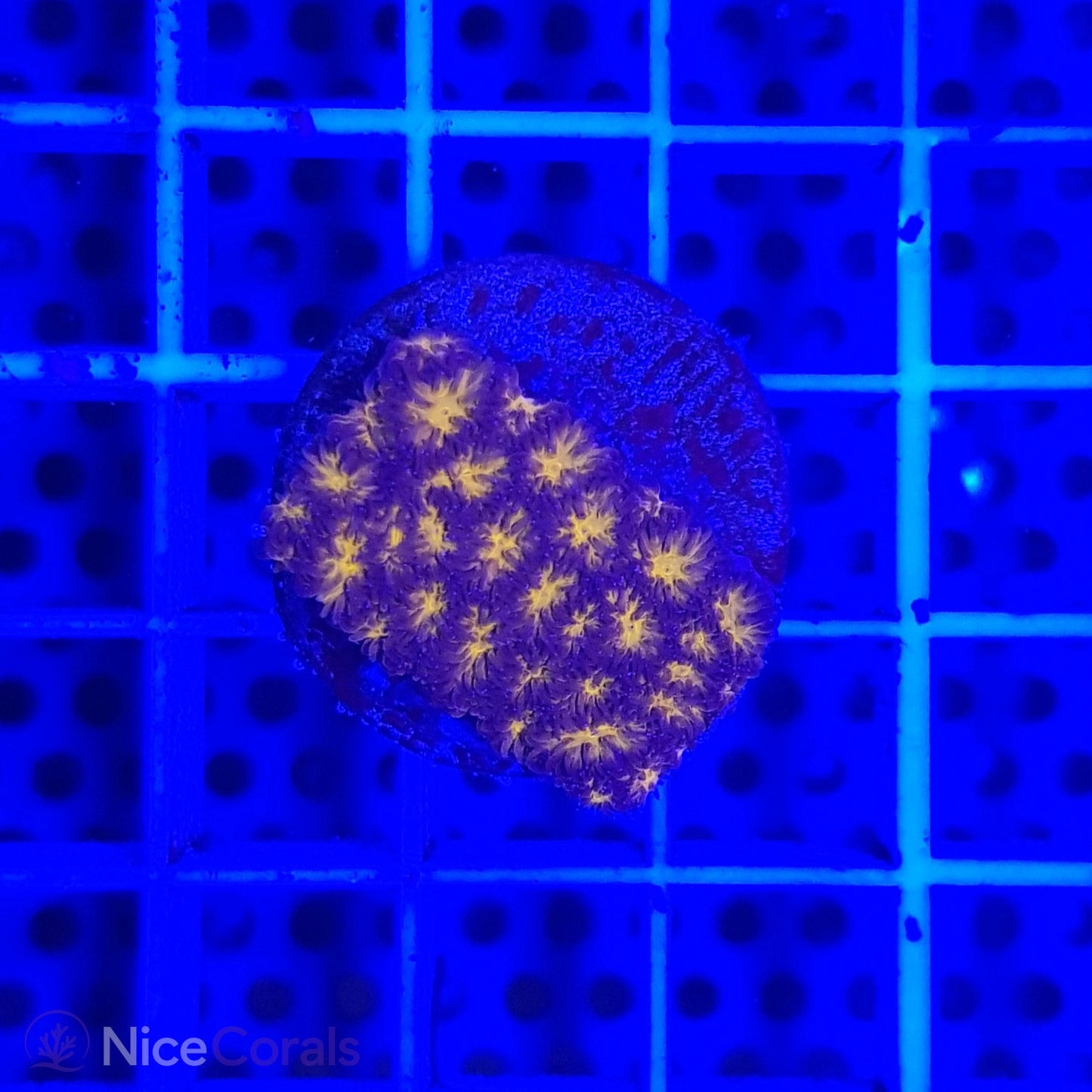 Leptastrea