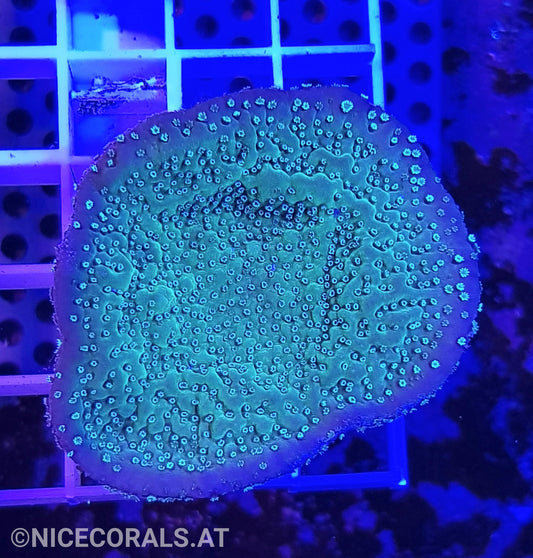 Montipora