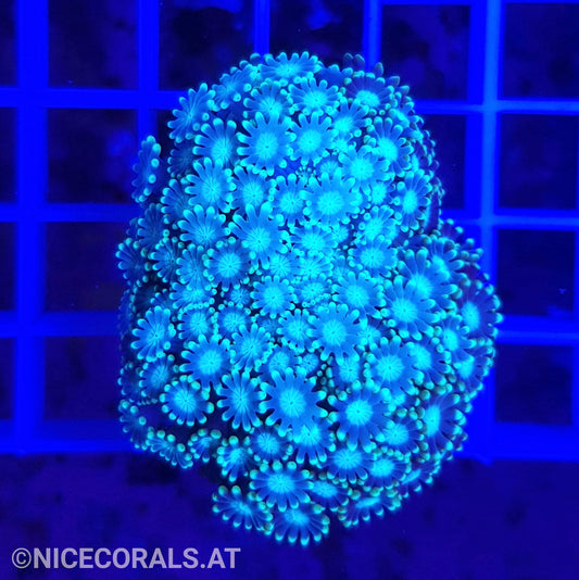 Alveopora