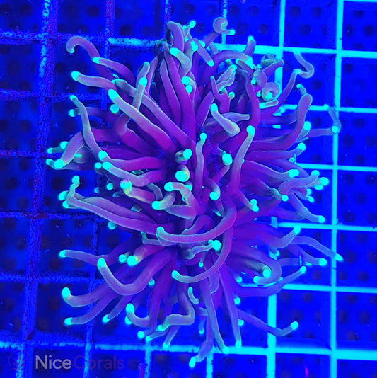Euphyllia Torch