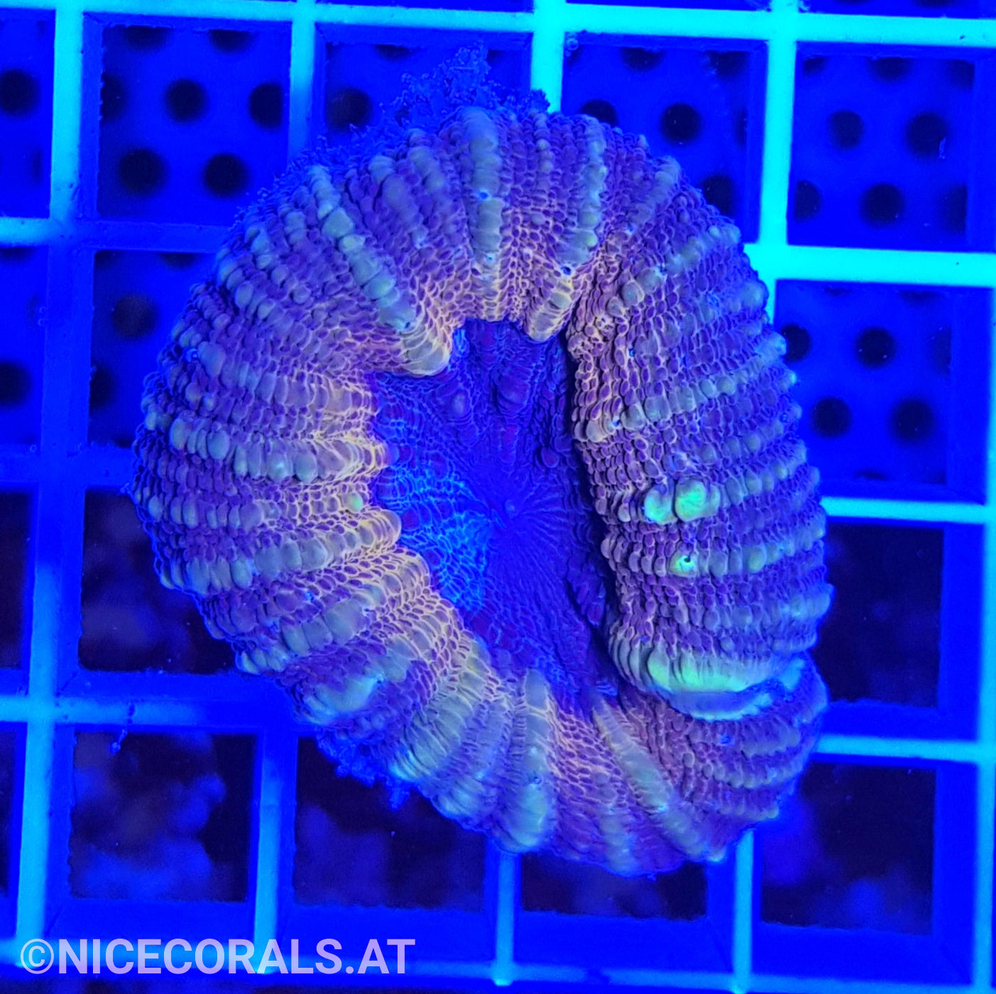 Lobophyllia