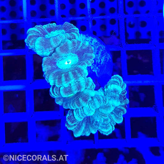 Caulastrea
