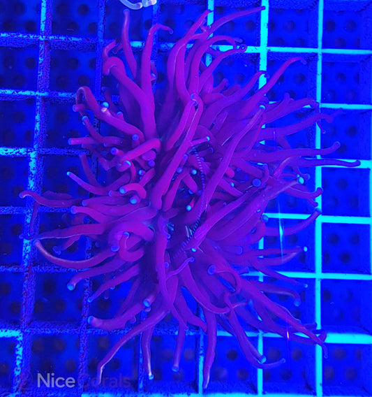 Euphyllia Torch