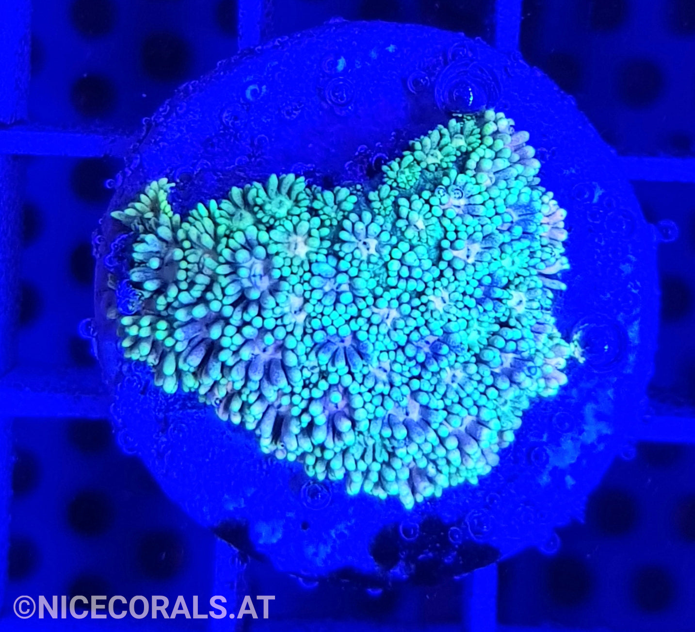 Goniopora