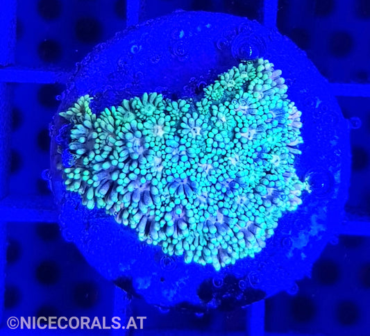 Goniopora