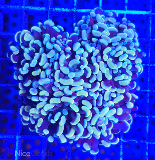 Euphyllia paraancora Golden Nugget