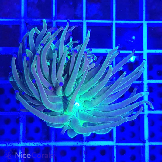 Euphyllia Torch