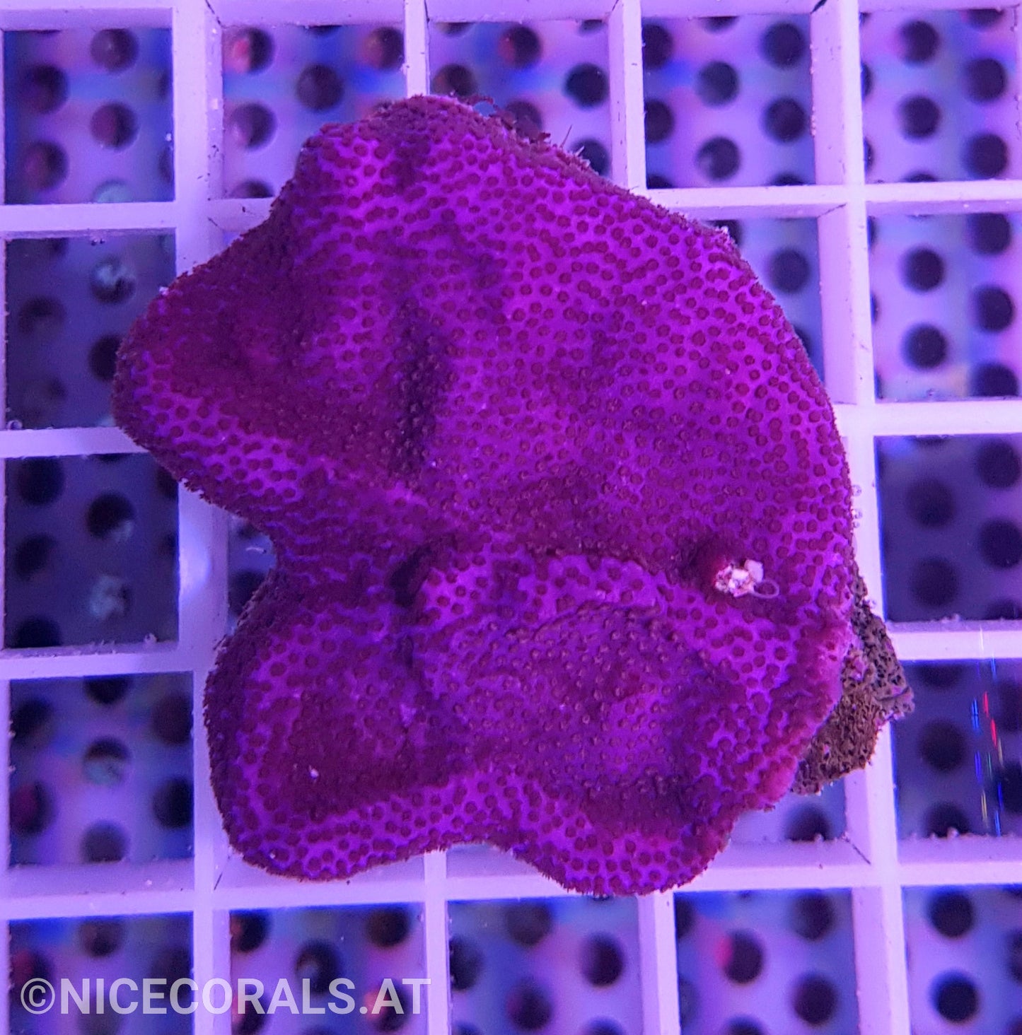 Montipora
