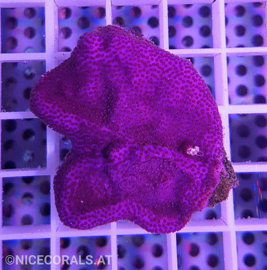 Montipora