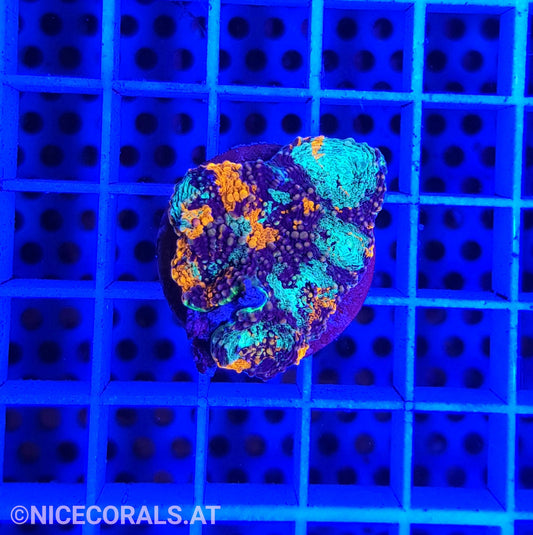 Acanthastrea echinata