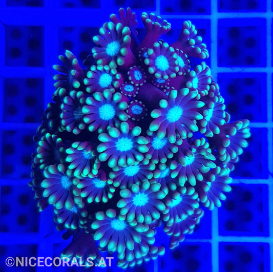 Alveopora