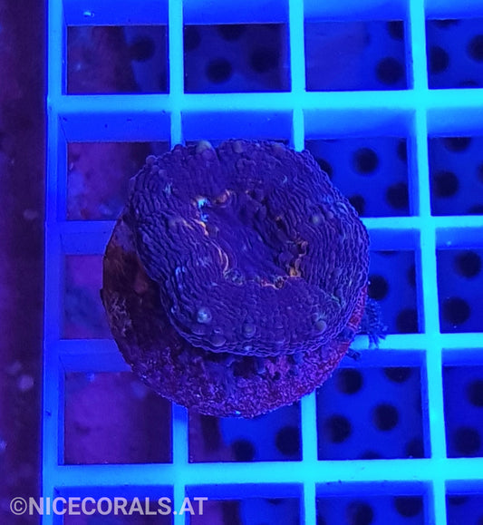 Lobophyllia