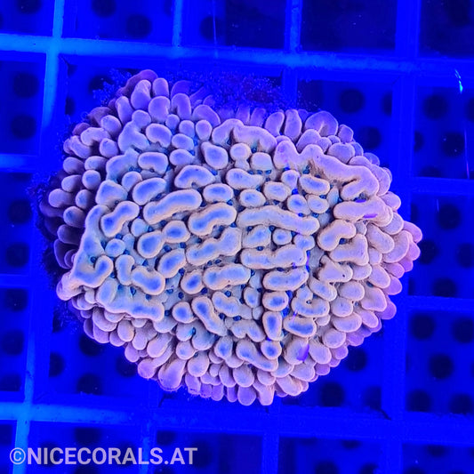 Montipora